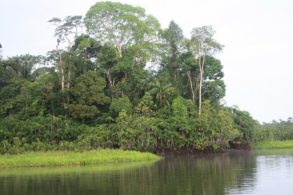 Parque Nacional Yasuní