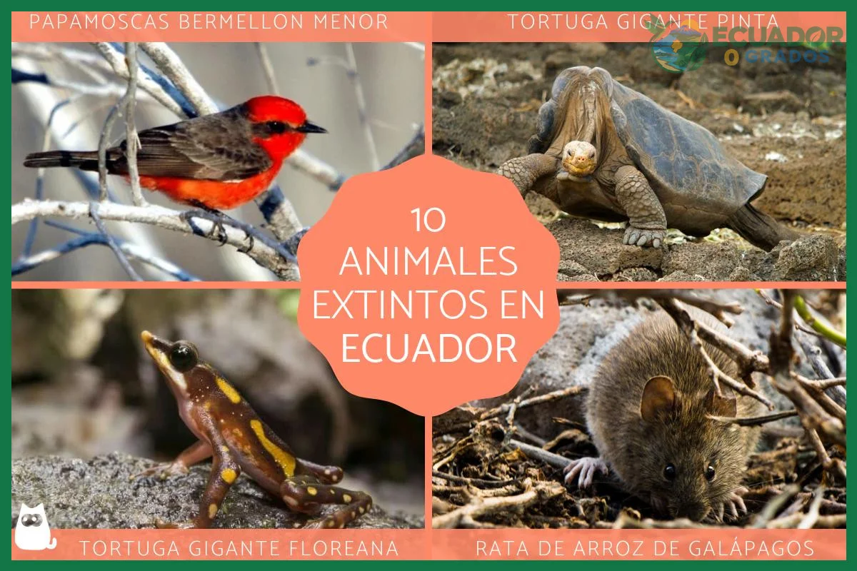 Acciones de conservación para proteger las especies endémicas ecuatorianas