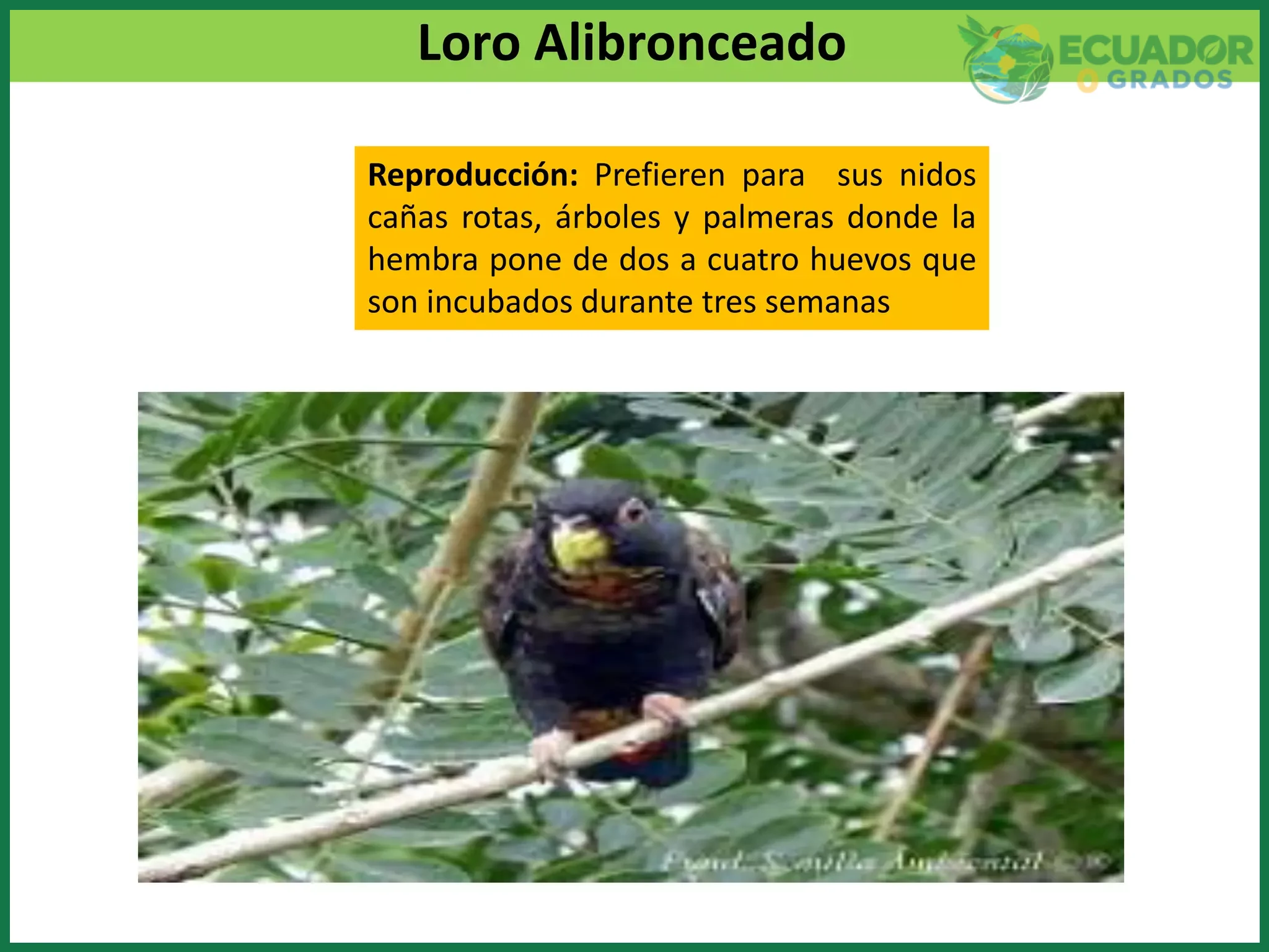 Amenazas actuales para las aves endémicas costeras del Ecuador
