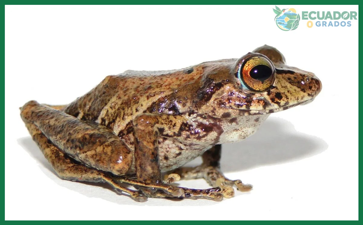 Amenazas como la minería en zonas cercanas a hábitats de anfibios endémicos