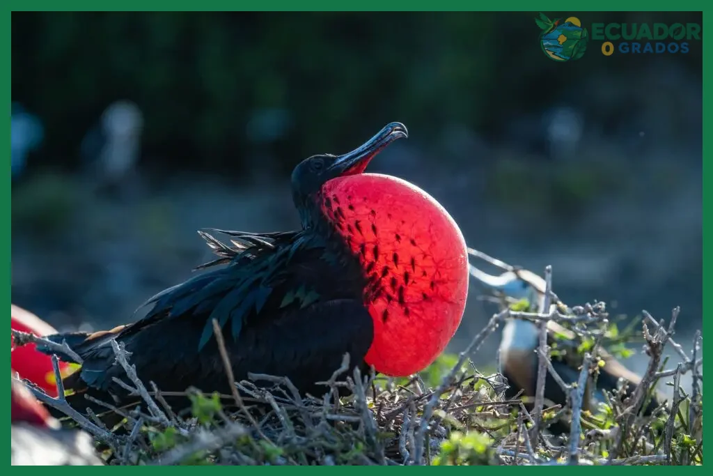 ¿Animales que se adaptaron en las Islas Galápagos?