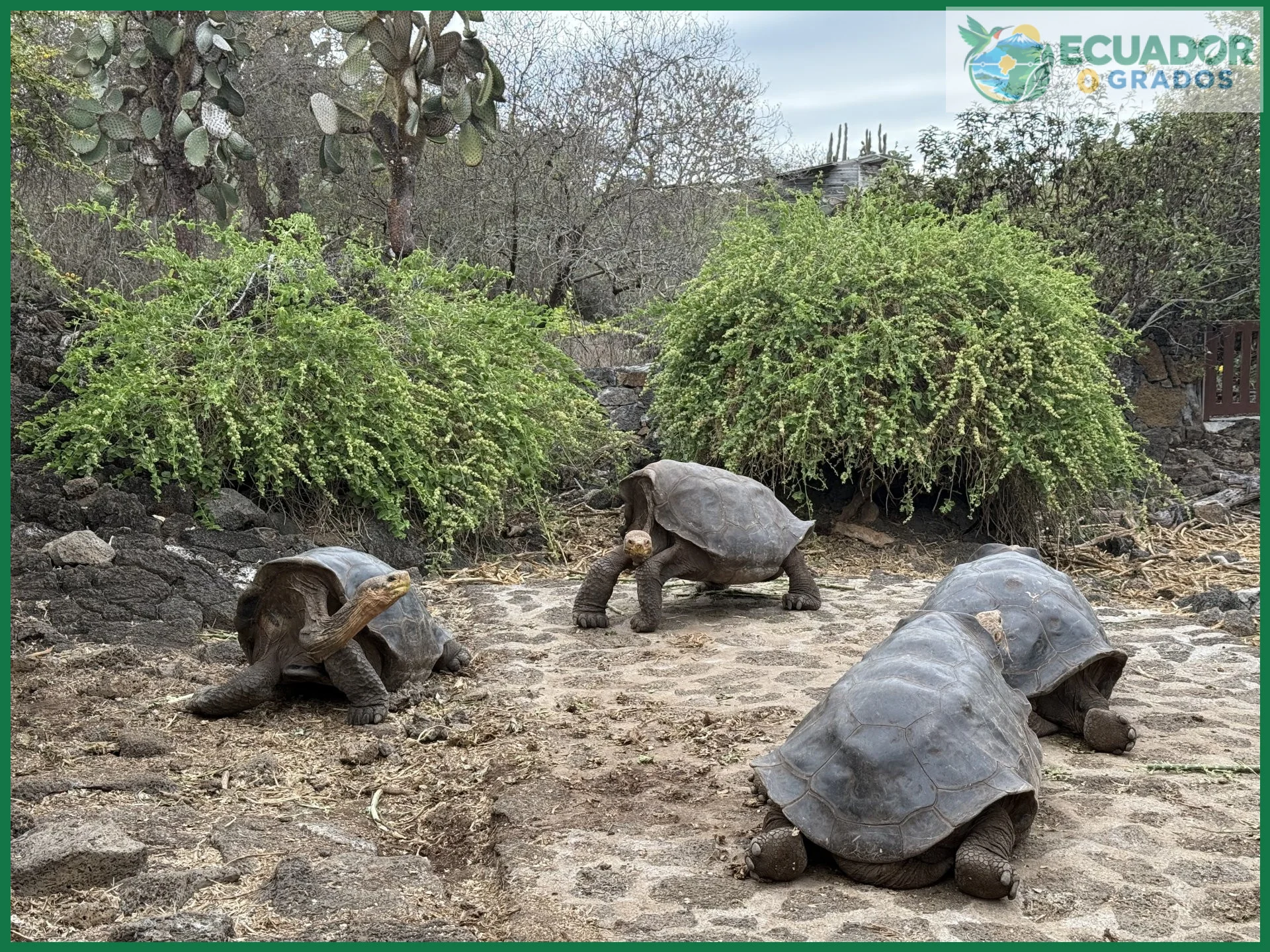 Animales únicos que viven en las Islas Galápagos