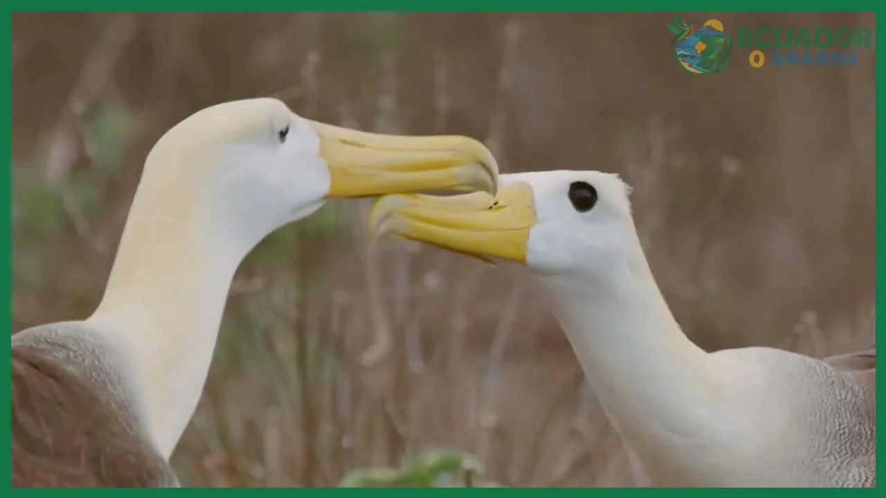 Aspectos prácticos para observar aves endémicas del Ecuador