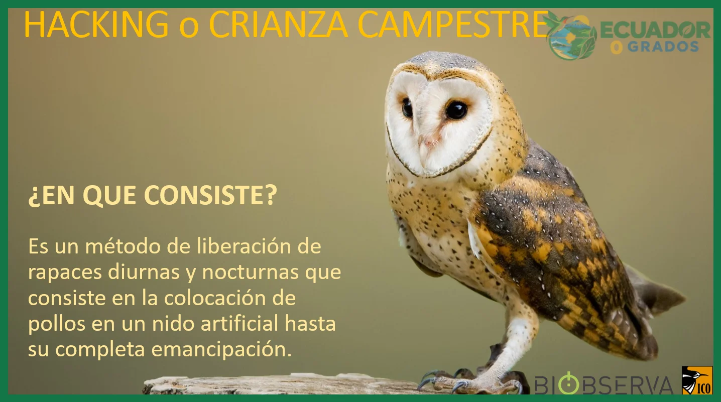 Aspectos prácticos para observar y entender al pájaro más pequeño del mundo