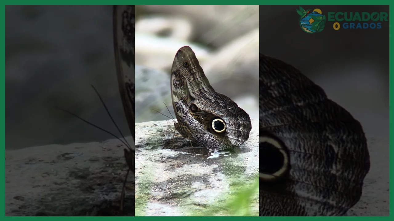 Aspectos prácticos para observar y registrar mariposas del Ecuador