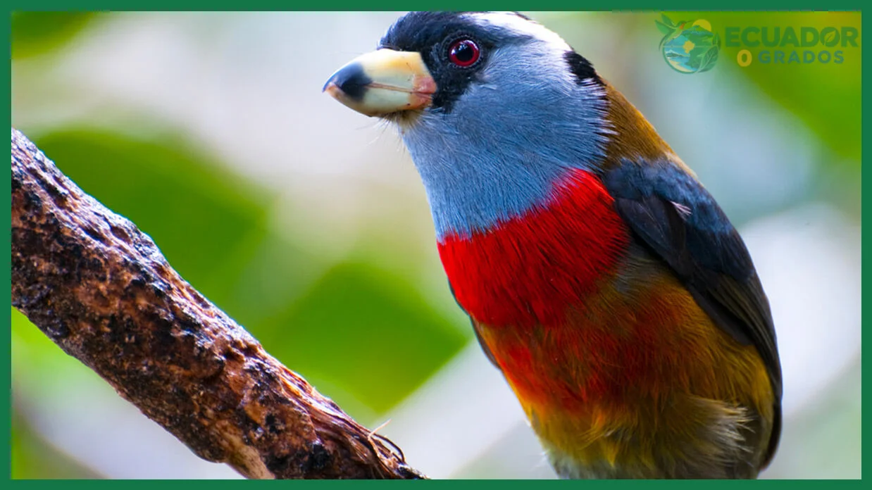 Aspectos prácticos para planificar la observación de aves endémicas del Ecuador