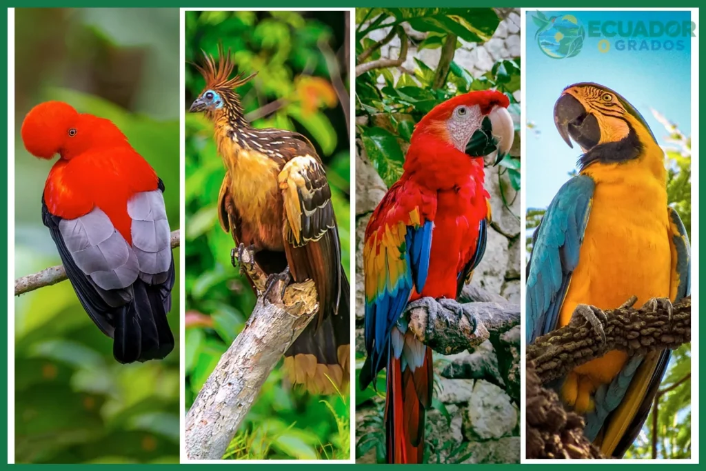 ¿Aves comunes de la Amazonía?