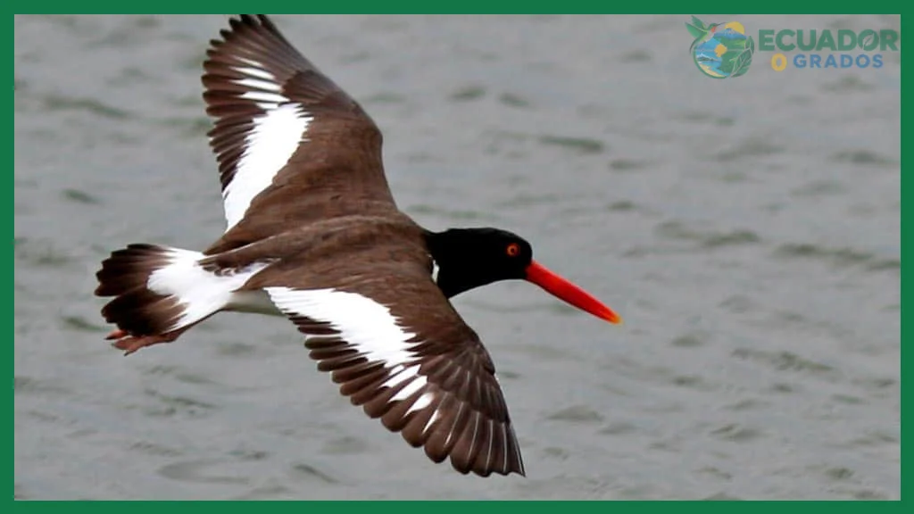 ¿Aves de Galápagos?