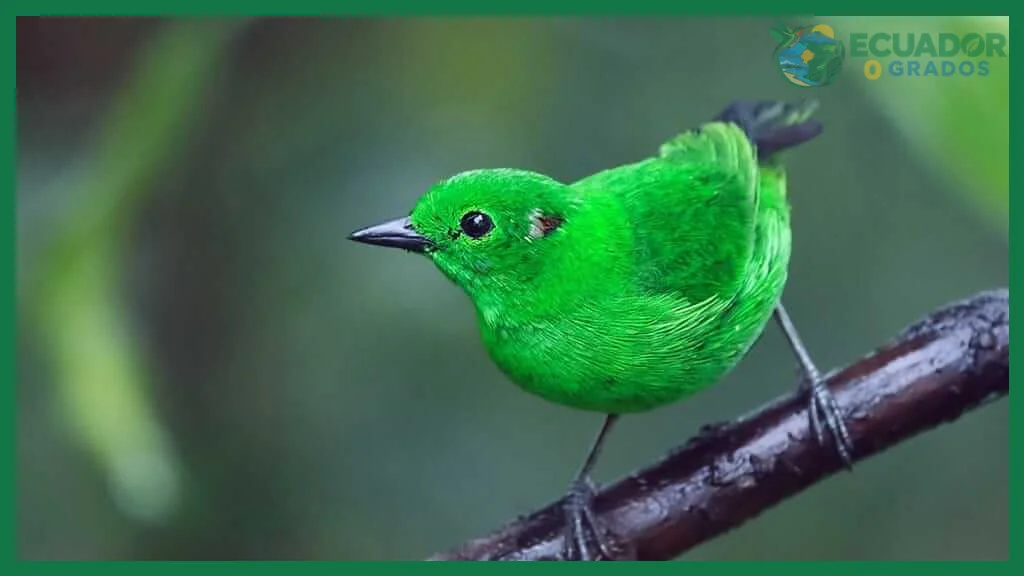 ¿Aves del Ecuador?