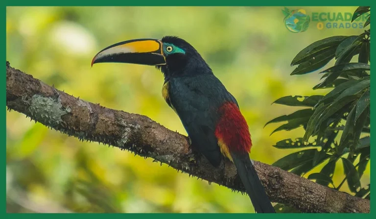 Aves endémicas de la Amazonía ecuatoriana