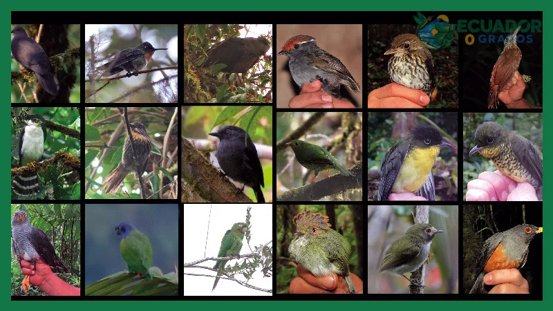 Aves endémicas de la Amazonía ecuatoriana y su hábitat de selva húmeda