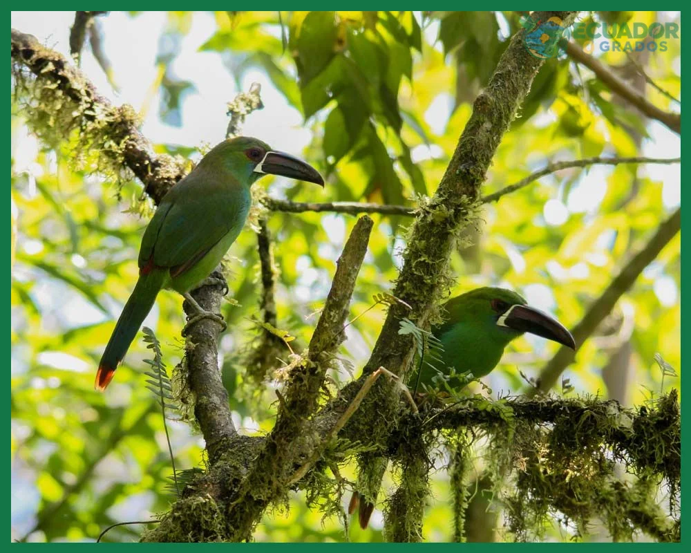 Aves endémicas de la costa del Ecuador