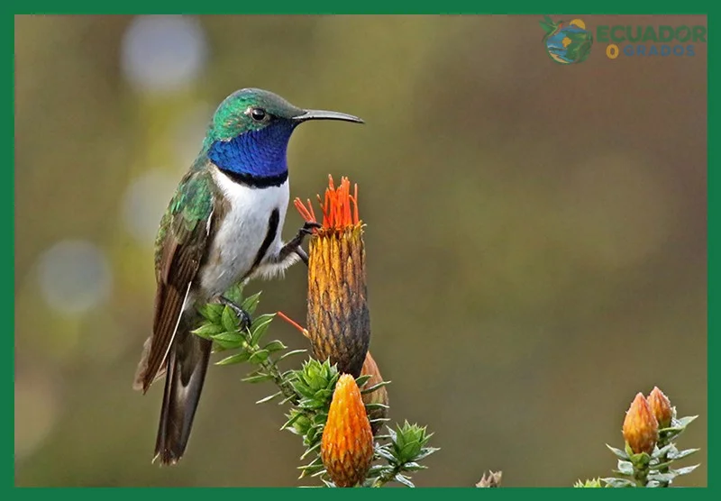 Aves endémicas de la costa del Ecuador