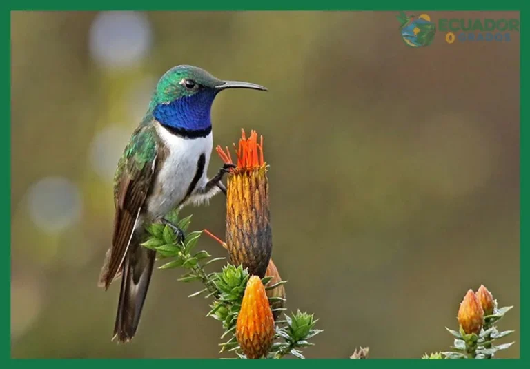 Aves endémicas de la región interandina del Ecuador