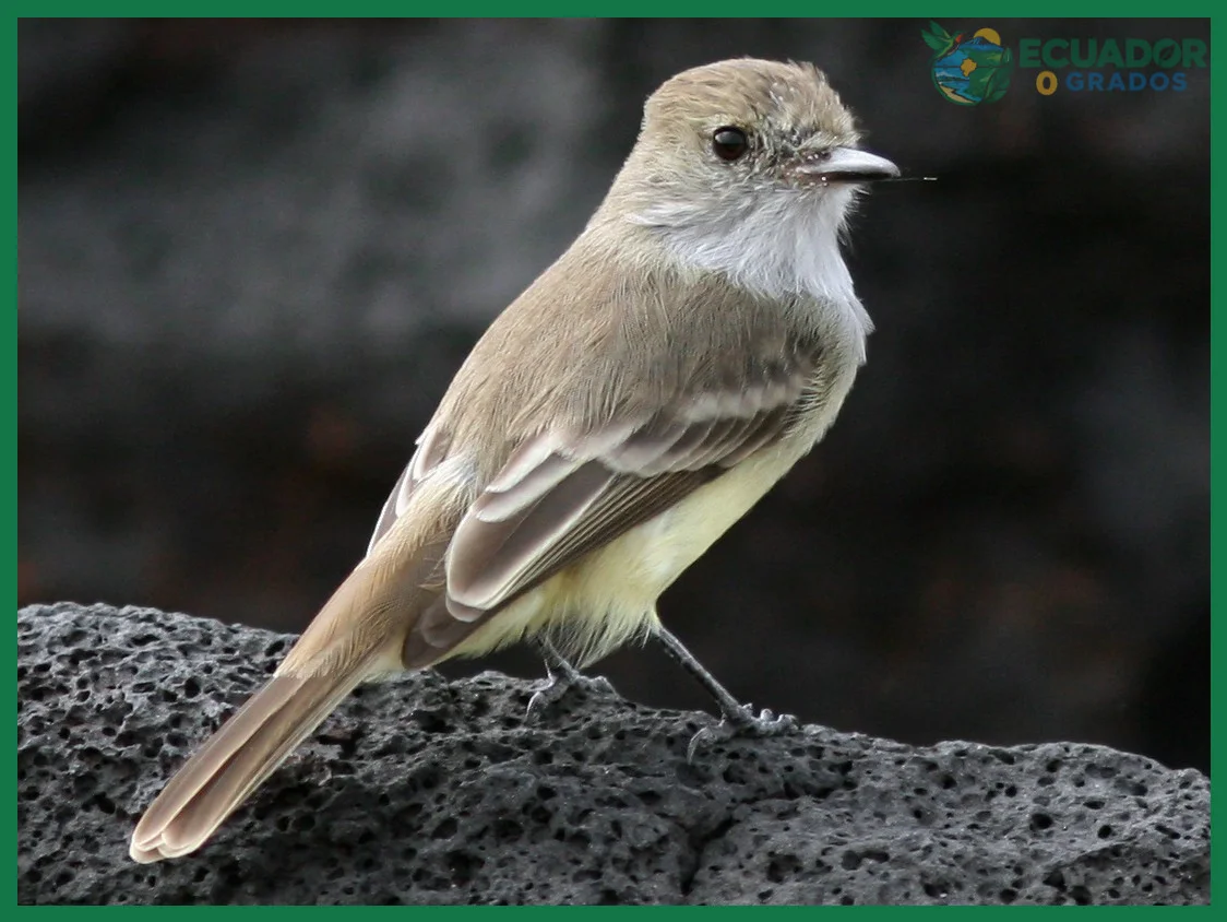 Aves endémicas de las Galápagos y sus curiosidades biológicas