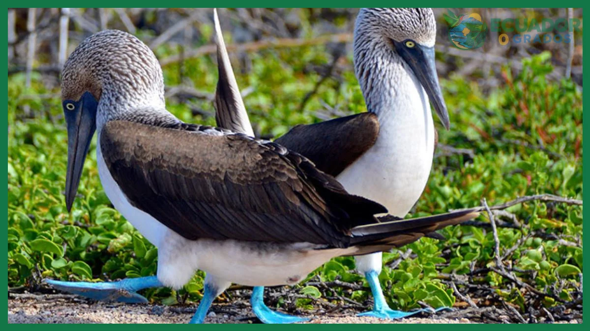 Aves endémicas del Ecuador continental únicas en el mundo