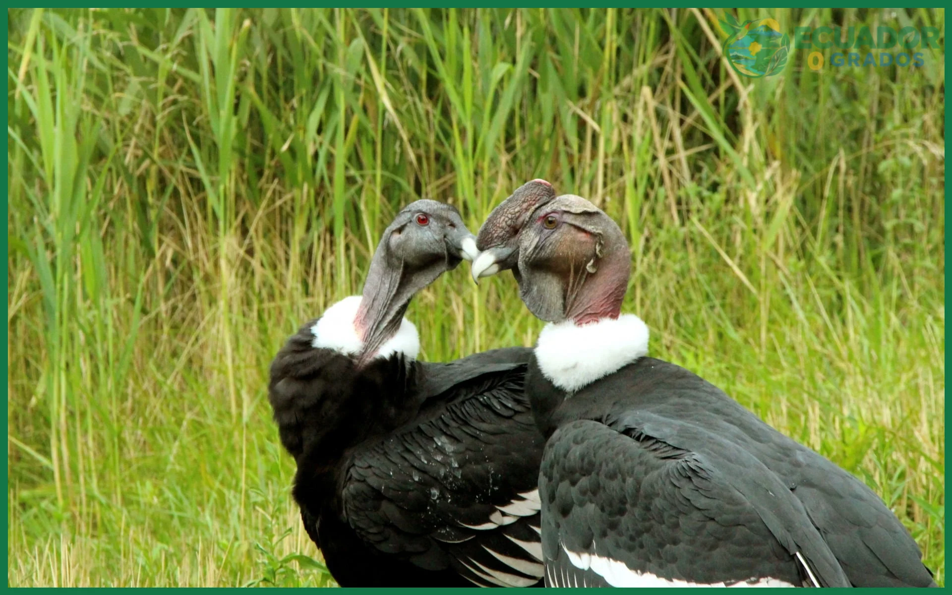 Aves endémicas del Ecuador en peligro de extinción