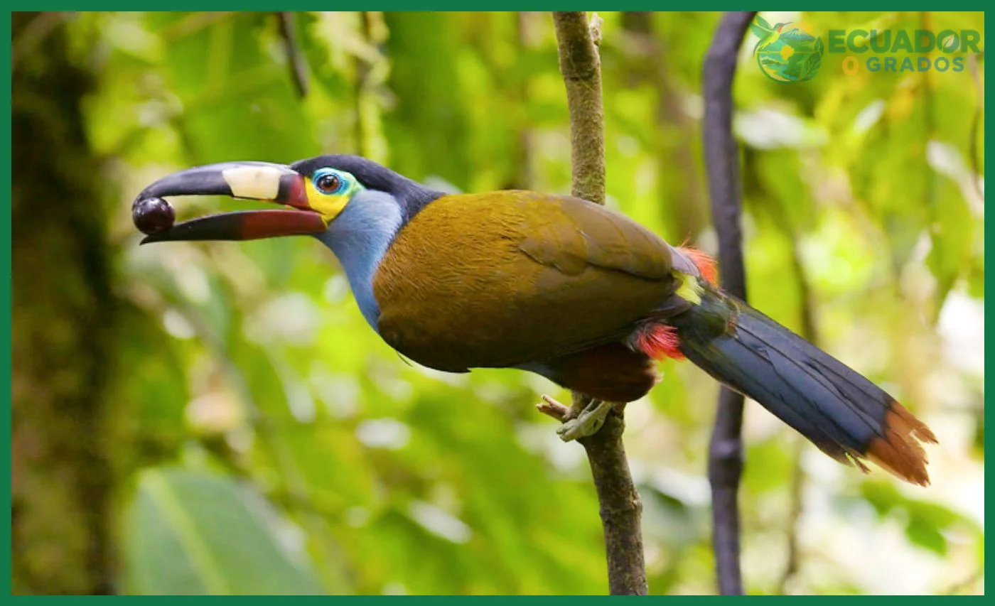 Aves endémicas del Ecuador en peligro de extinción con poblaciones reducidas