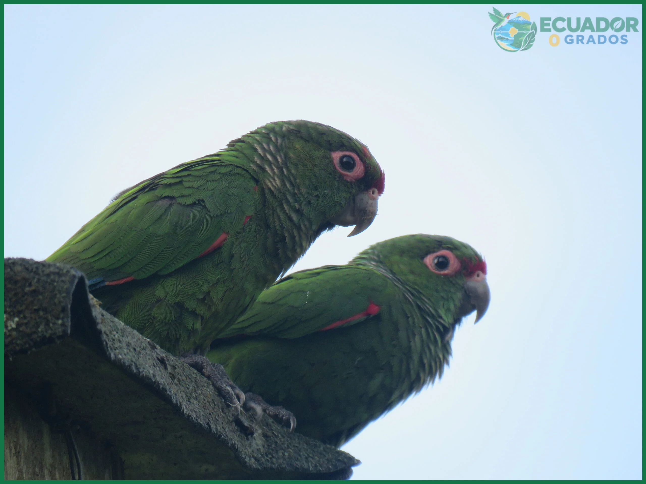 Aves endémicas del Ecuador y dónde verlas
