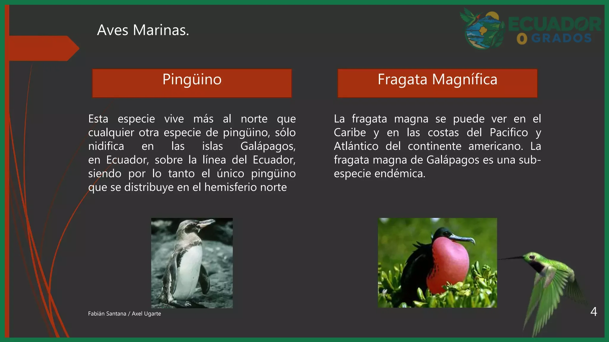 Aves endémicas del norte del Ecuador