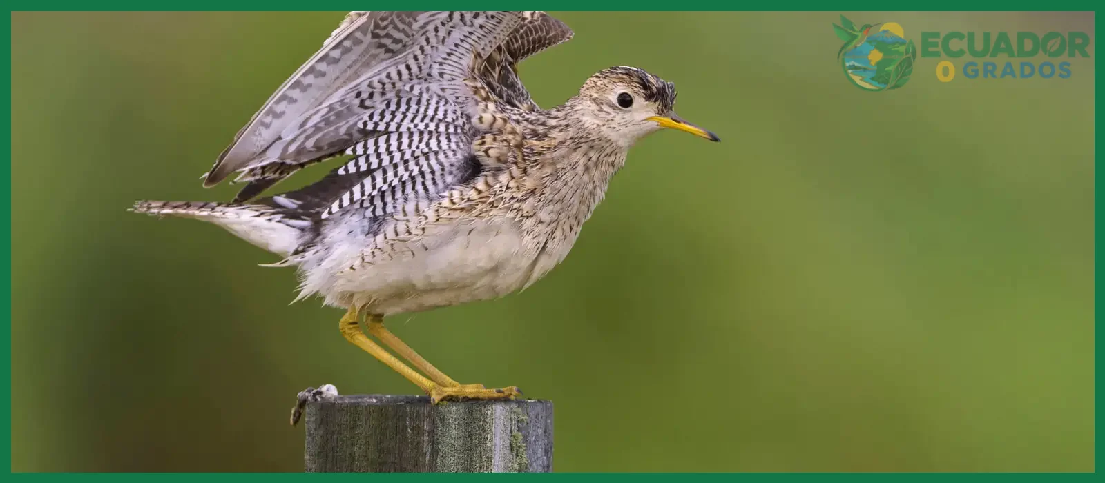 Aves migratorias que llegan a Ecuador desde Norteamérica y Groenlandia