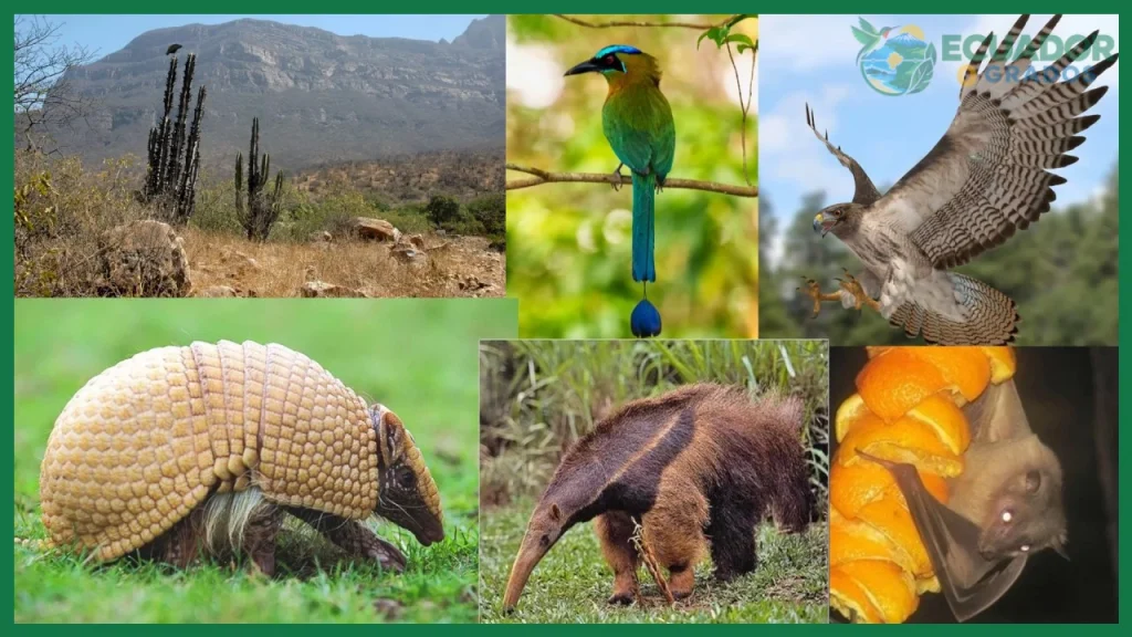 ¿Biodiversidad de Ecuador?