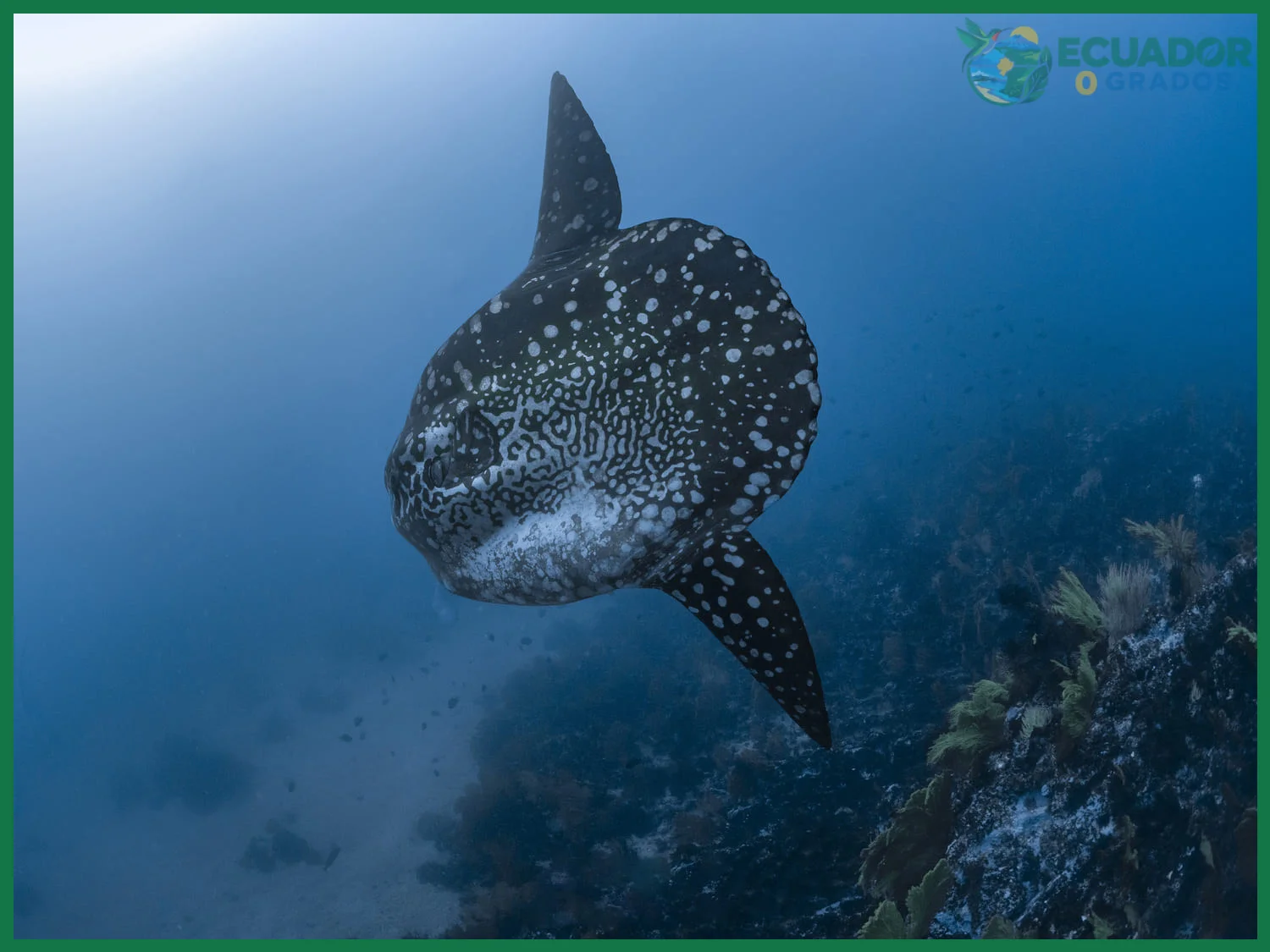 Biodiversidad de las 13 islas mayores, 6 islas medianas y 215 islotes rocosos