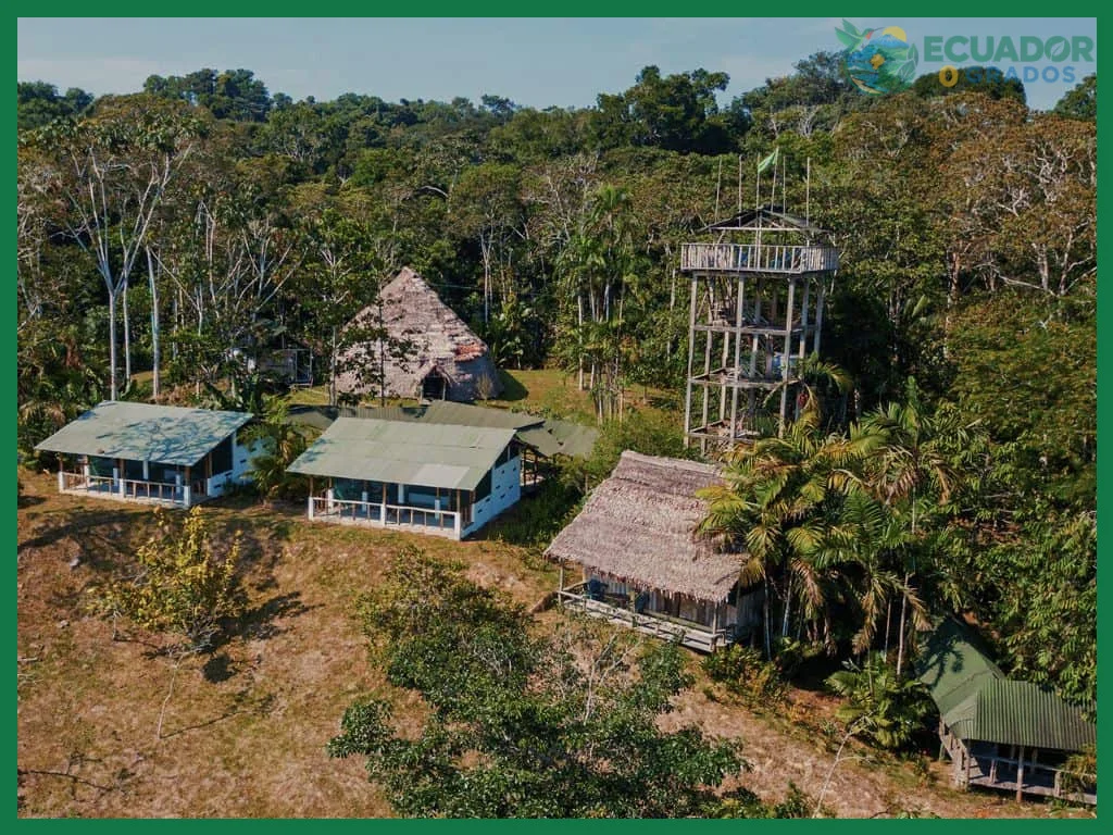 Biodiversidad del entorno: el Amazonas como el bosque más grande del mundo