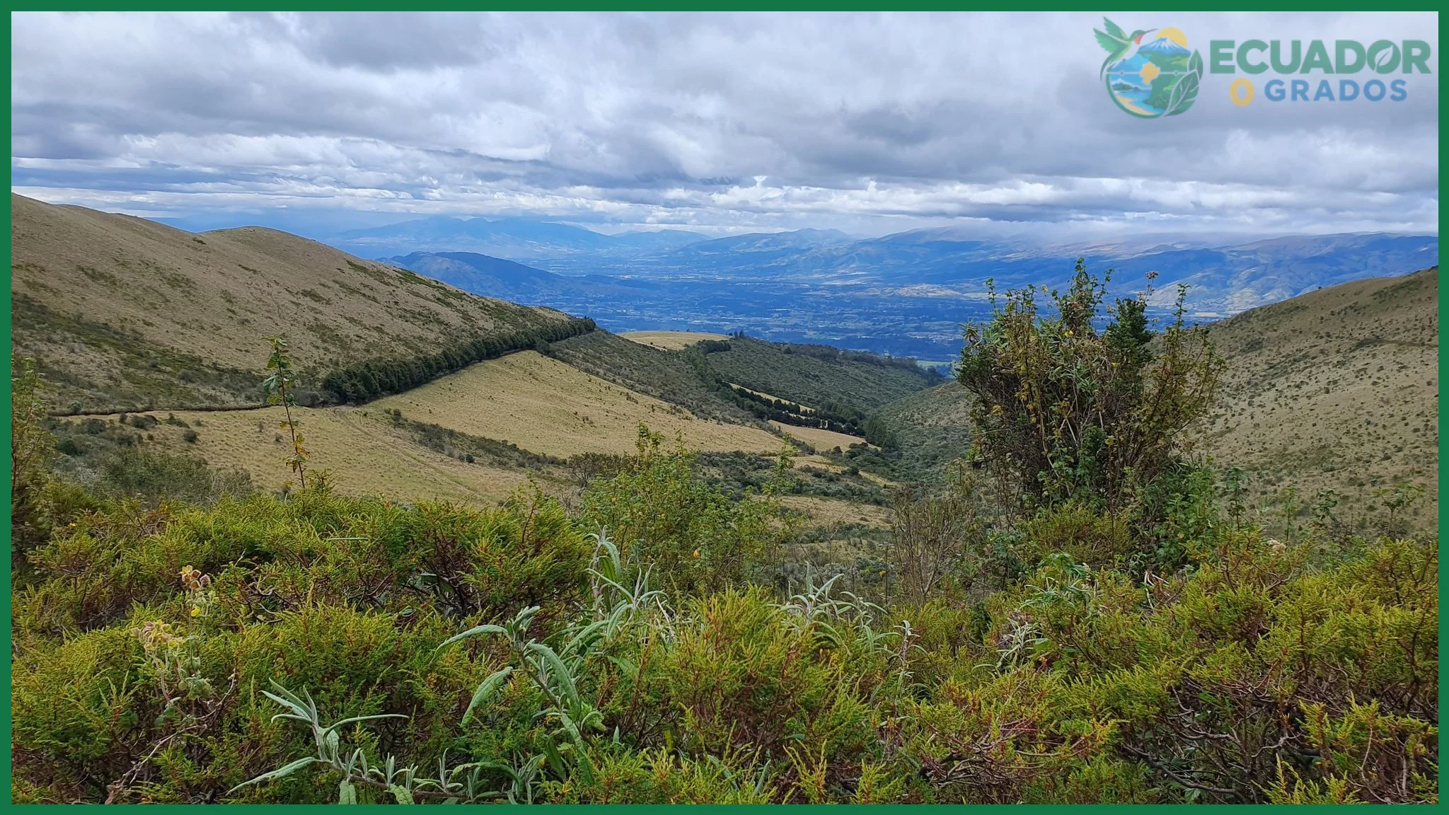 Bosque de neblina, matorrales húmedos y páramos originarios de los Andes