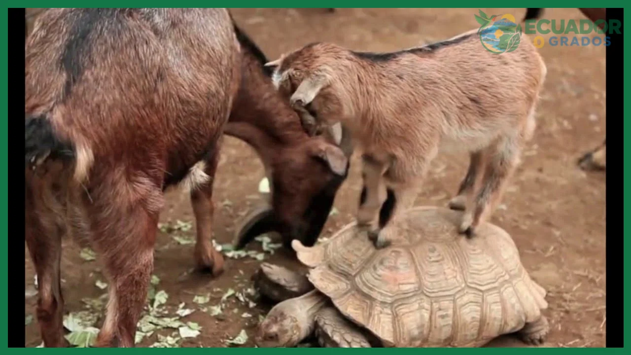 Cabras introducidas en el siglo XIX: devastación de la vegetación nativa