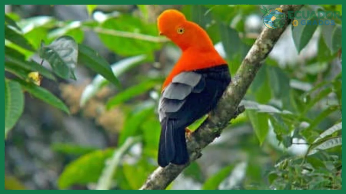 Calzado, binoculares y equipo recomendado para el bosque nublado