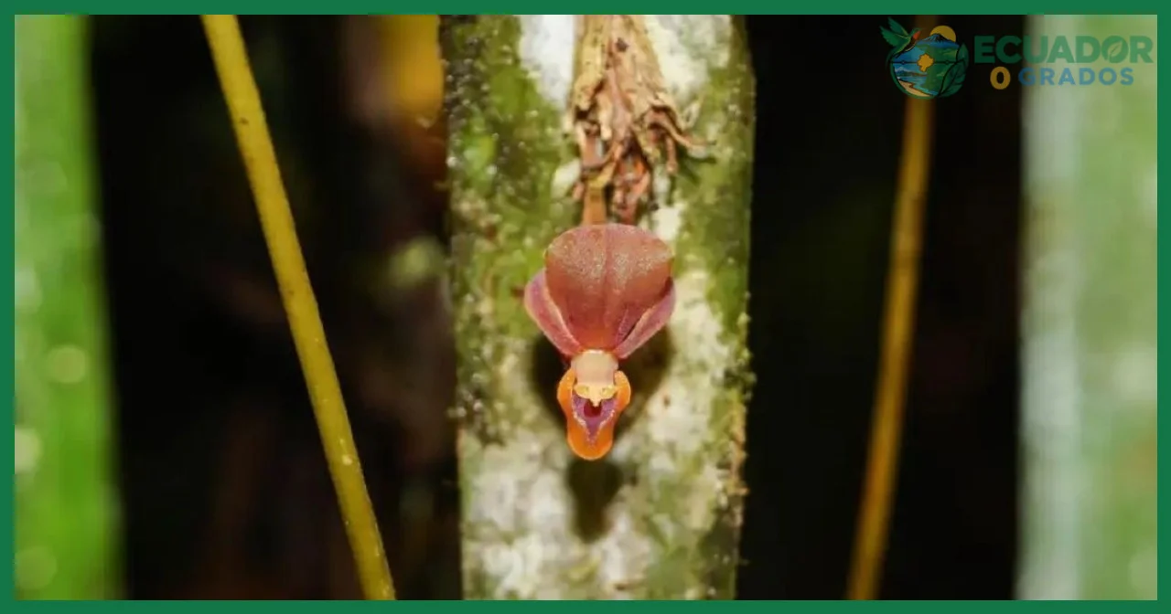 Características botánicas del tallo, hojas y flores del Epidendrum spicatum
