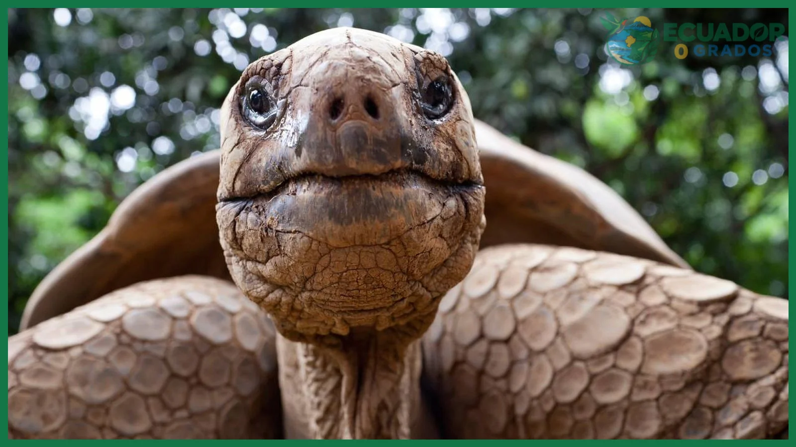 Carroña y restos orgánicos: qué come la tortuga gigante además de plantas