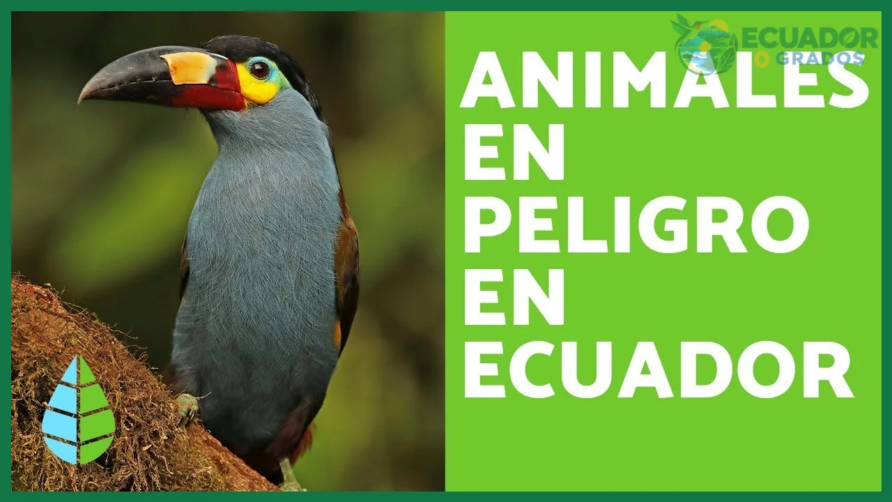 Categorías de amenaza de las aves endémicas del Ecuador según la Lista Roja