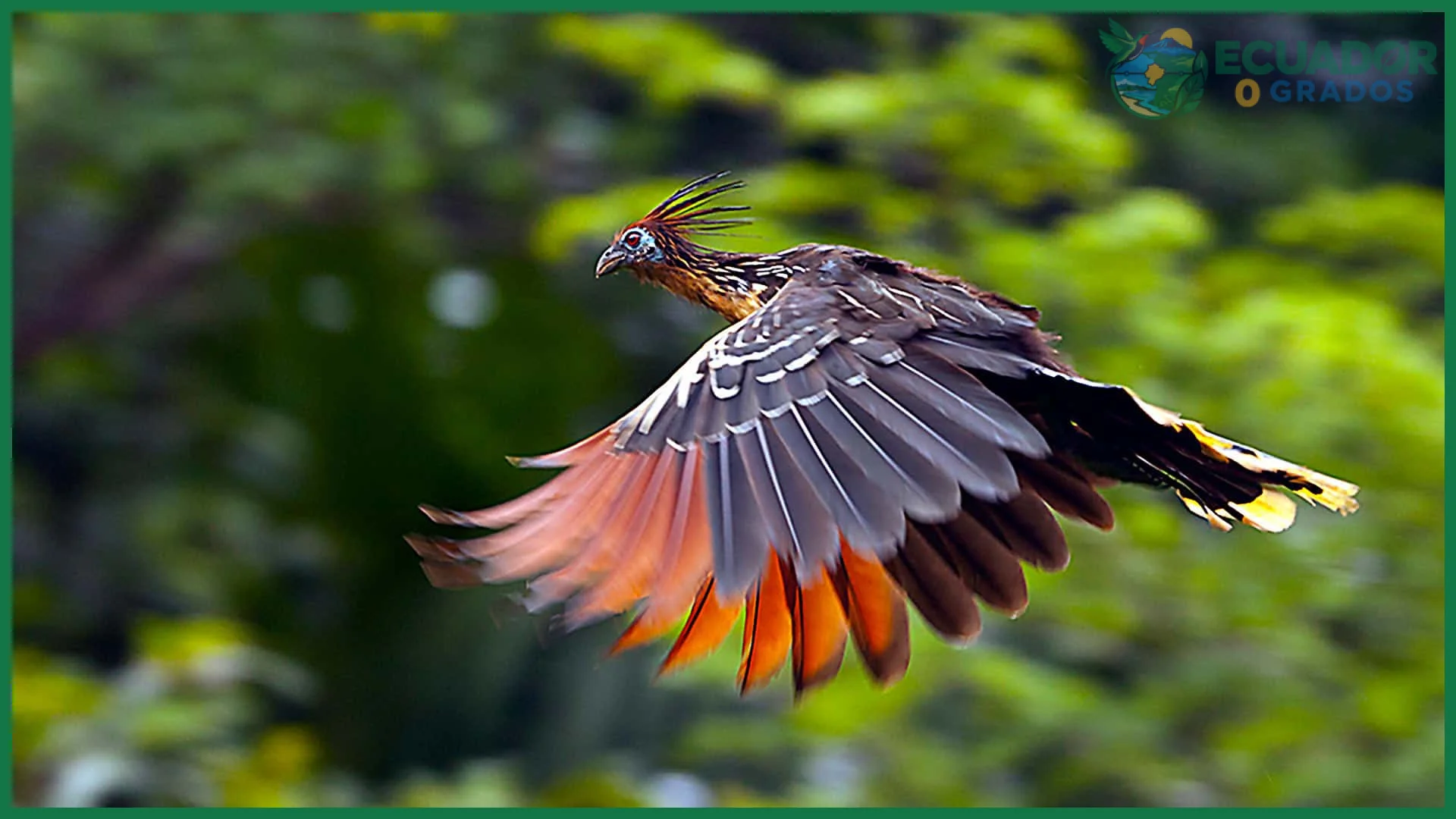 Cifra actual de especies de aves en Ecuador y su magnitud global