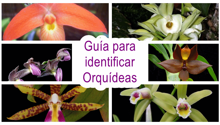 Claves morfológicas para reconocer géneros de orquídeas nativas del Ecuador