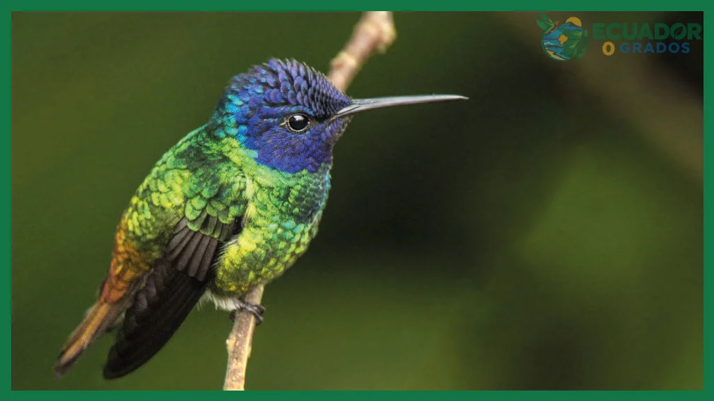 ¿Colibríes de Ecuador: guía definitiva para avistarlos?
