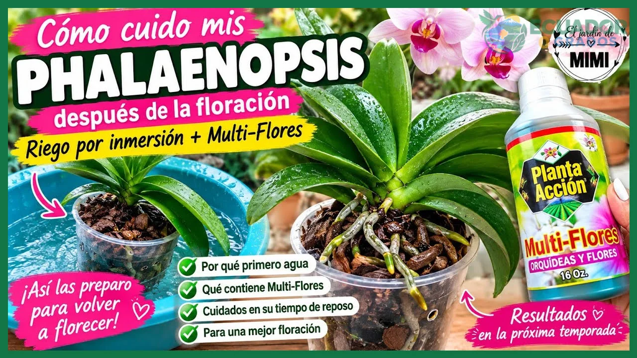 Cómo abonar orquídeas en cada temporada