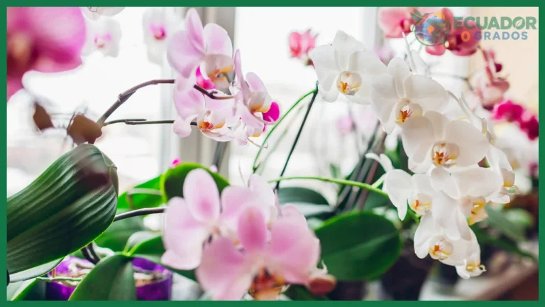 Cómo abonar orquídeas en cada temporada
