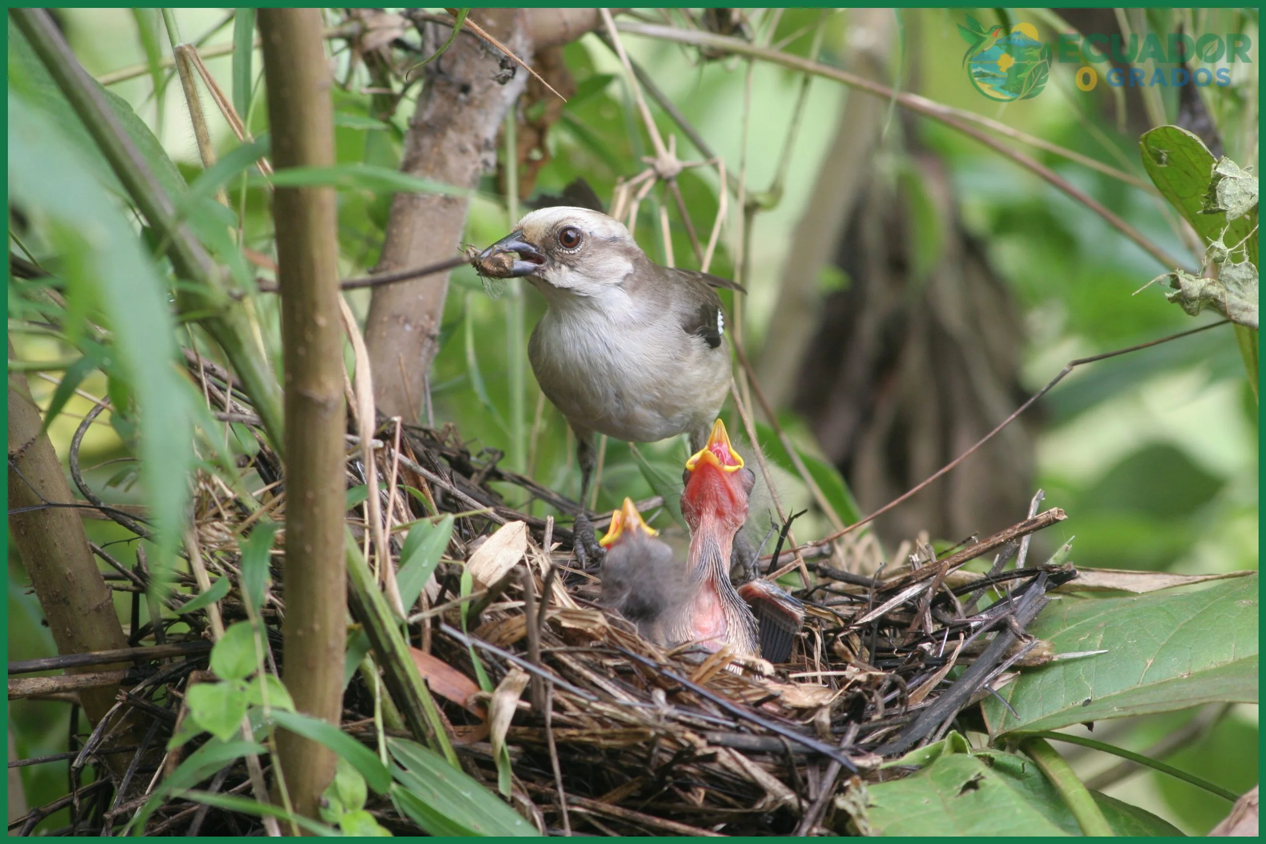 Cómo ayudar a conservar las aves endémicas del Ecuador