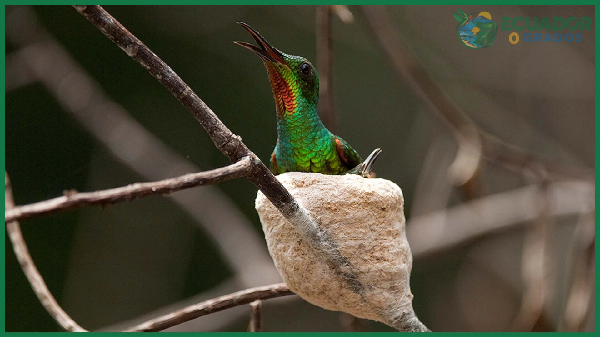 Cómo consultar y verificar el número de especies de aves en Ecuador