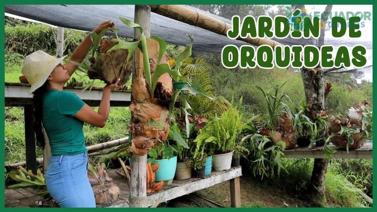 Cómo crear un jardín de orquídeas en casa