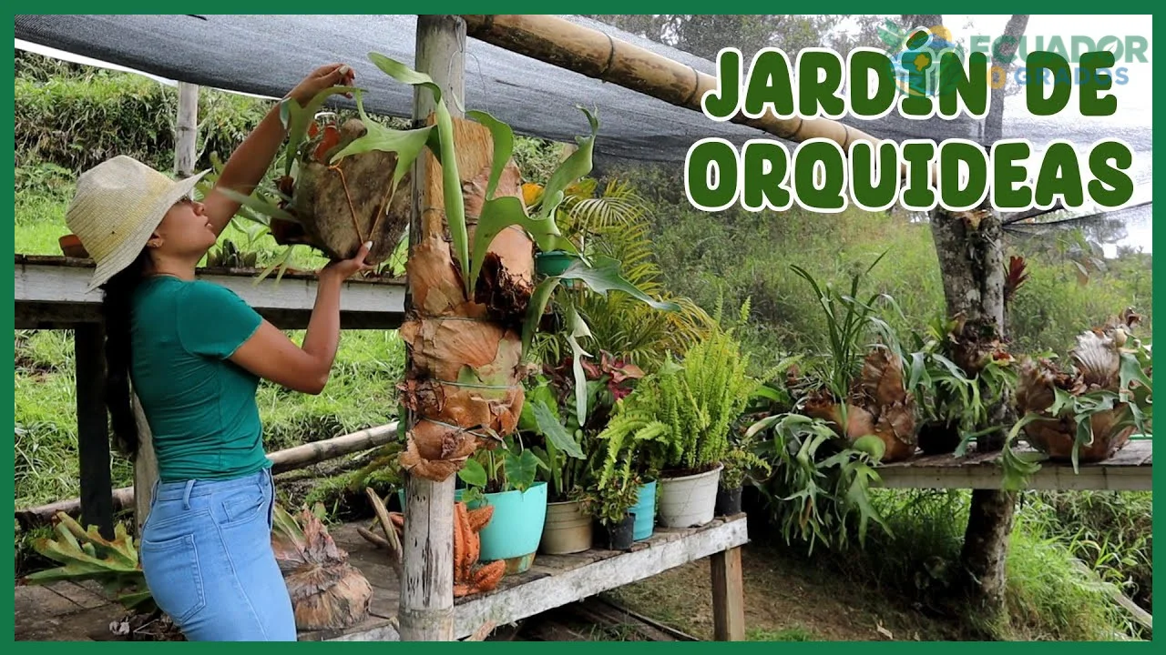 Cómo crear un jardín de orquídeas en casa