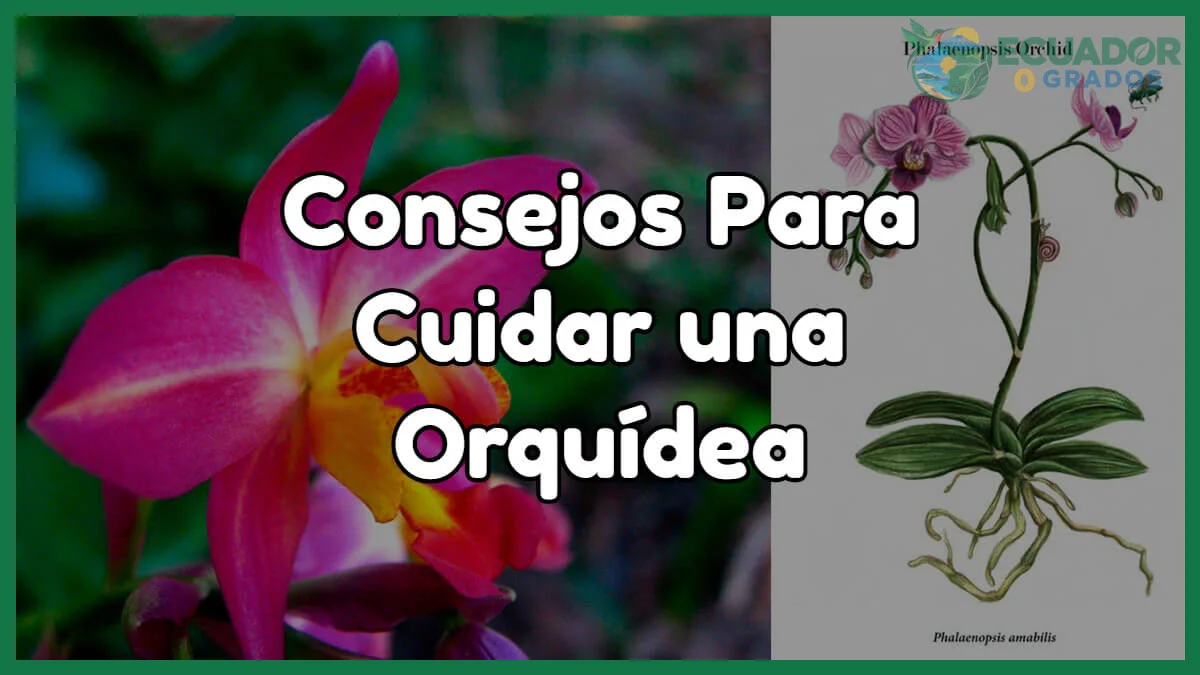Cómo cuidar orquídeas en casa paso a paso