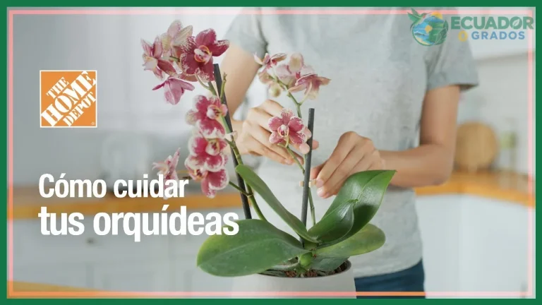 Cómo cuidar orquídeas en casa paso a paso
