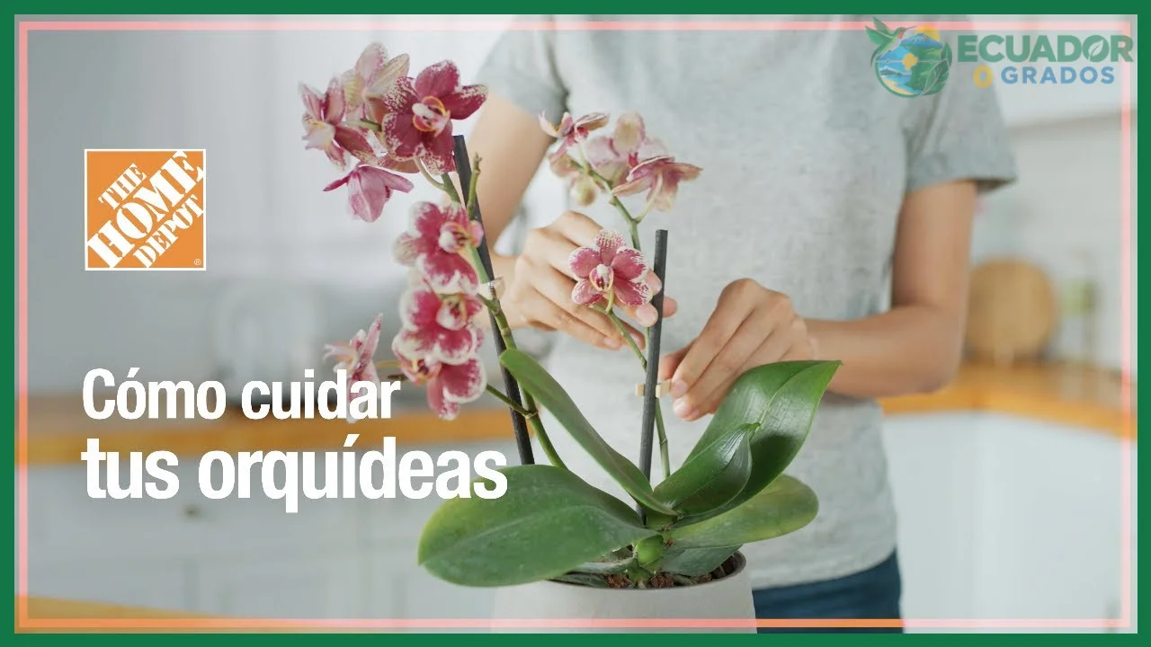 Cómo cuidar orquídeas en casa paso a paso