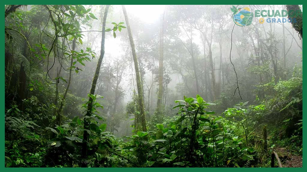 Cómo es la selva amazónica en Ecuador en época de lluvia