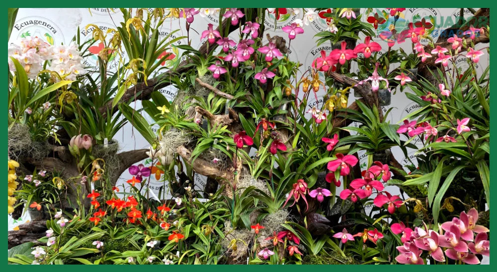 ¿Cómo fertilizamos nuestras orquídeas en Ecuagenera?