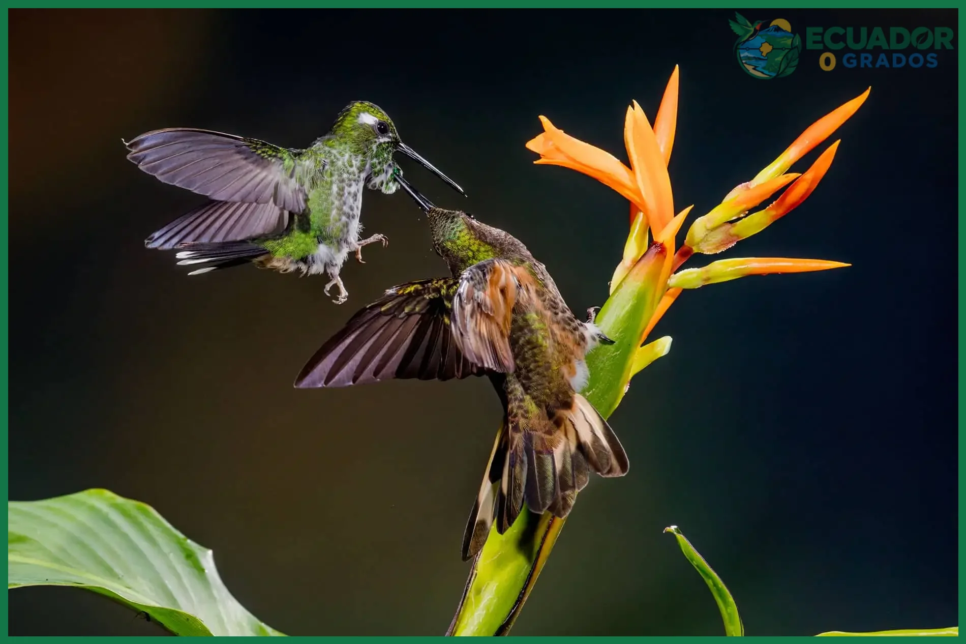 Cómo fotografiar aves en Ecuador para principiantes