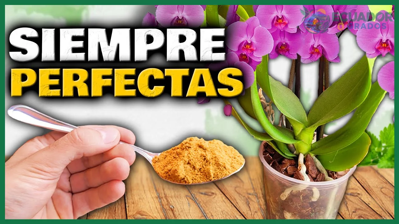 Cómo hacer florecer una orquídea